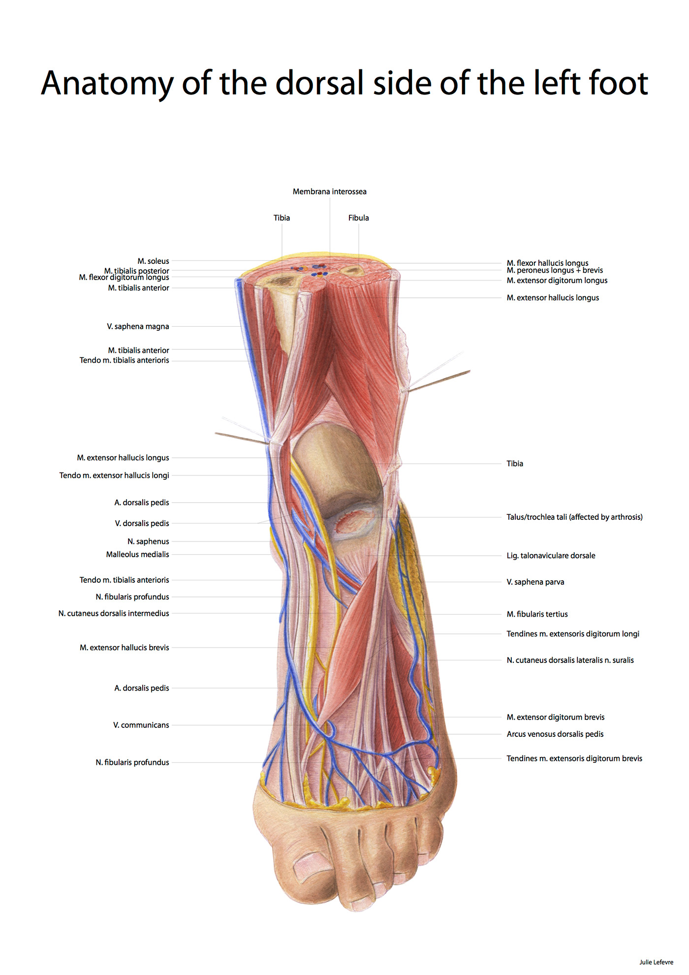 anatomy foot medical illustration scientific illustration dissection