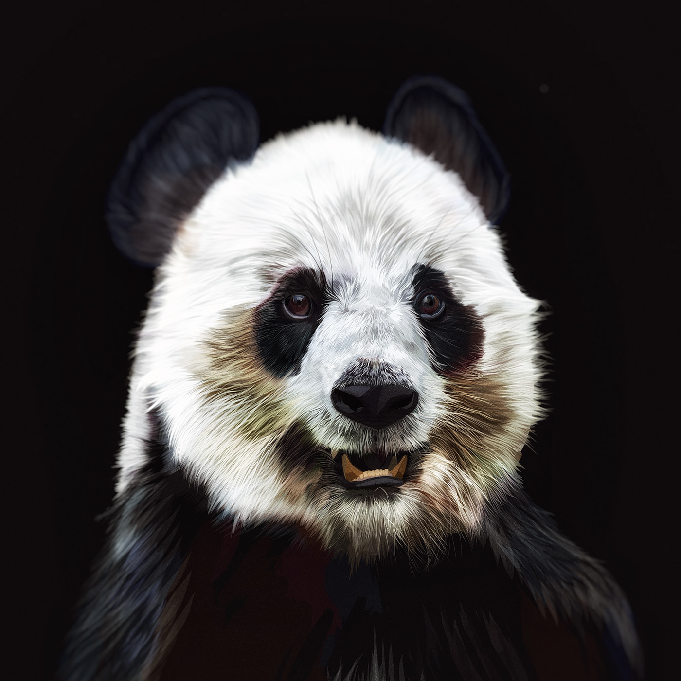 adobefresco animals bear cute digital painting giant panda olbap olbapdesign Panda  vector
