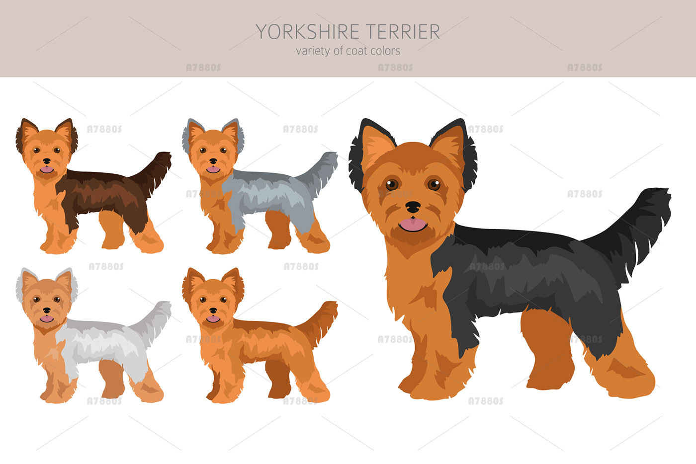 Yorkie puppy Pet graphic color yorkshire dog dog breed terrier yorkshire terrier