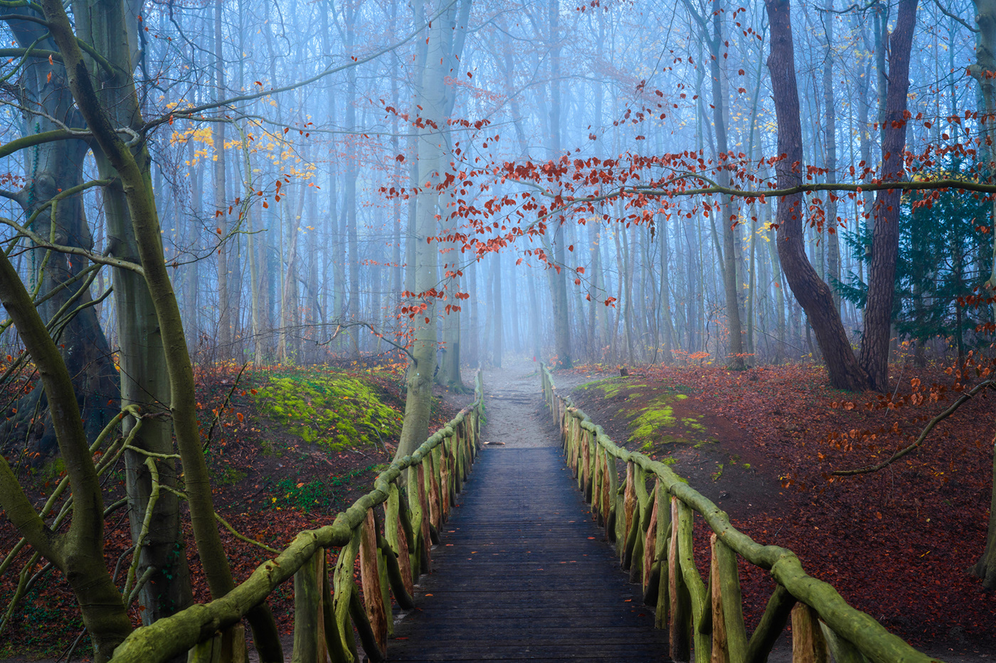 fairytale fog forest mist moss Netherlands trees