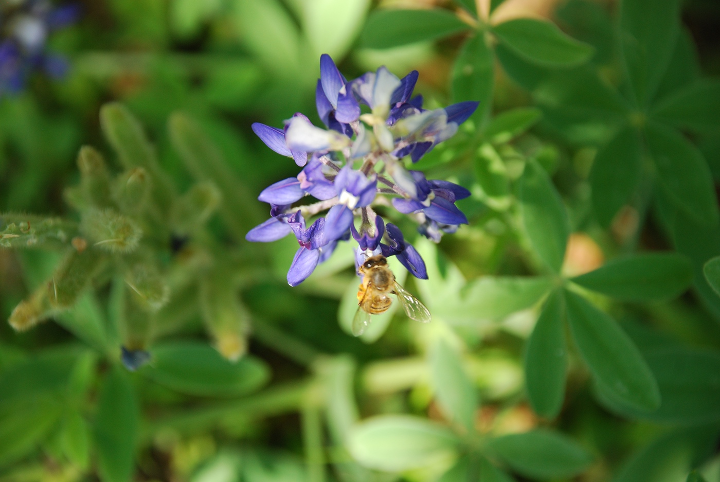 Nature bee Blue Bonnet