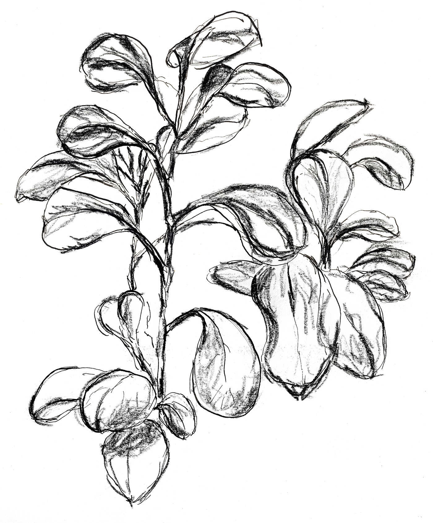 A fast drawing of a plant with metal nib and conte.