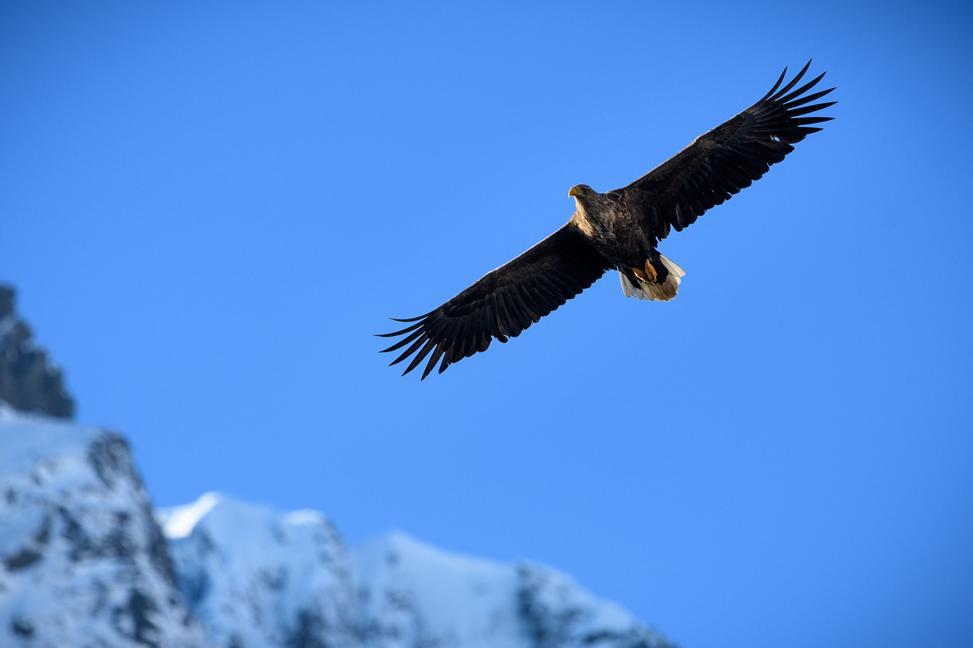eagles animal lofoten norway Nature wildlife winter