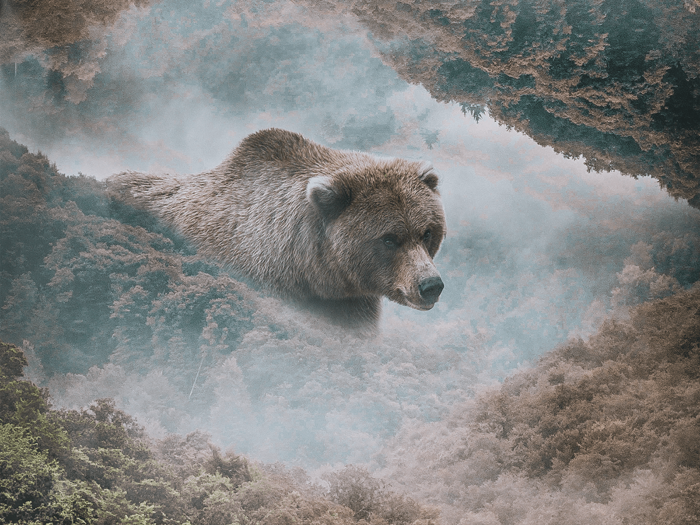 #art #bear #photoshop