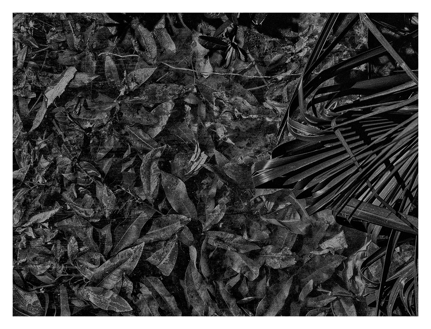 monochrome black and white trynidada Tropical botanical garden plants Nature lightroom scotland