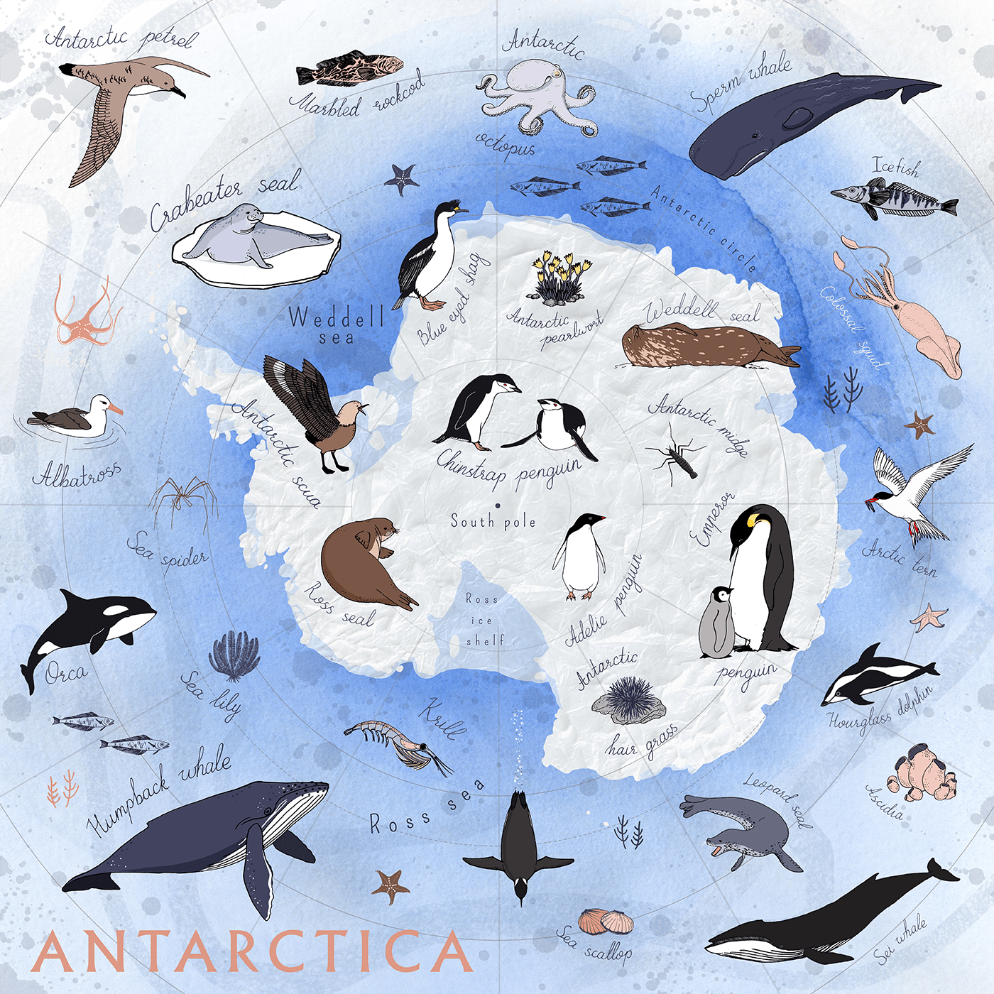 animal antarctica bird children continent illustrated illustrated map kids map sea
