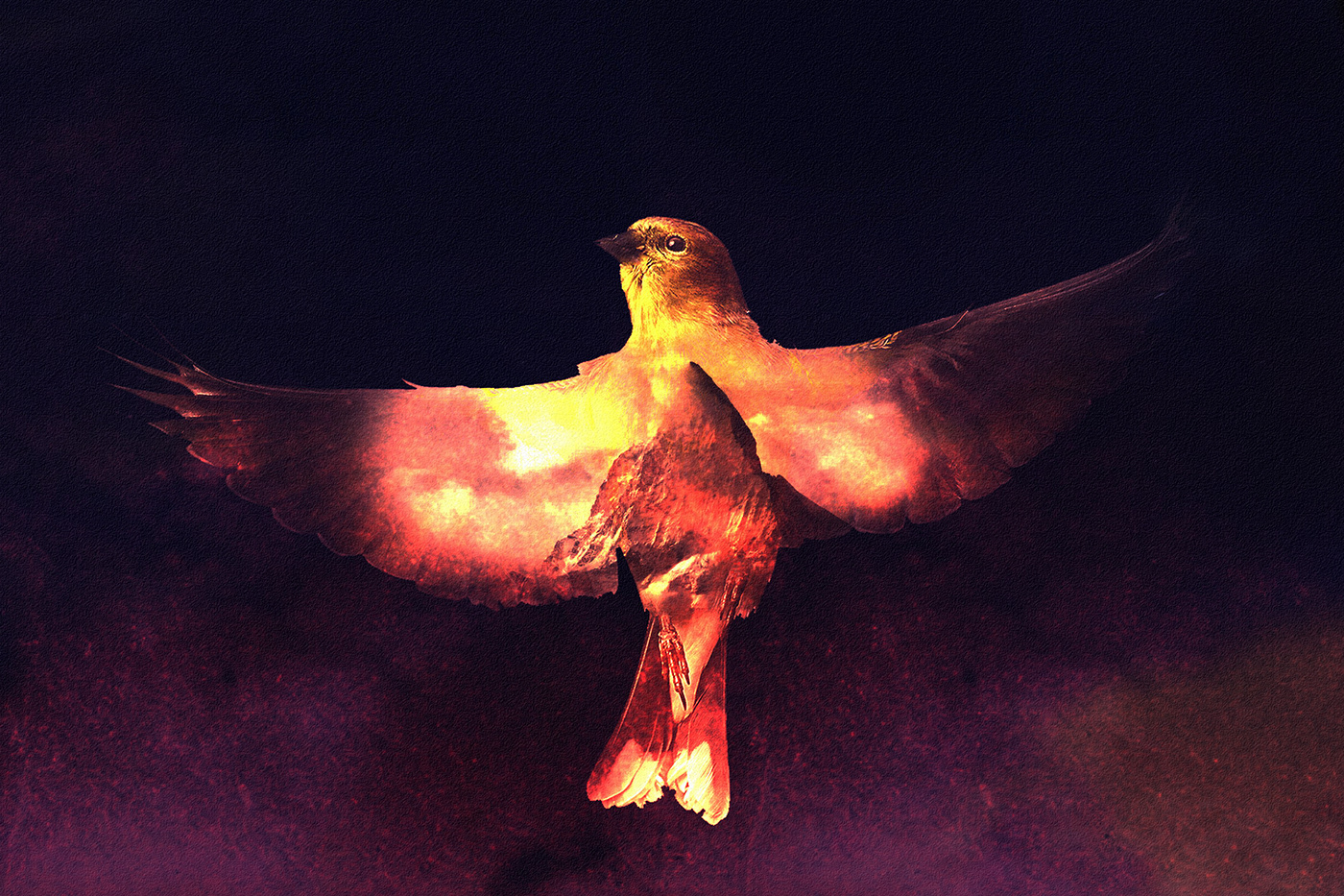 #bird  #mount #color illustrion #art #digital  