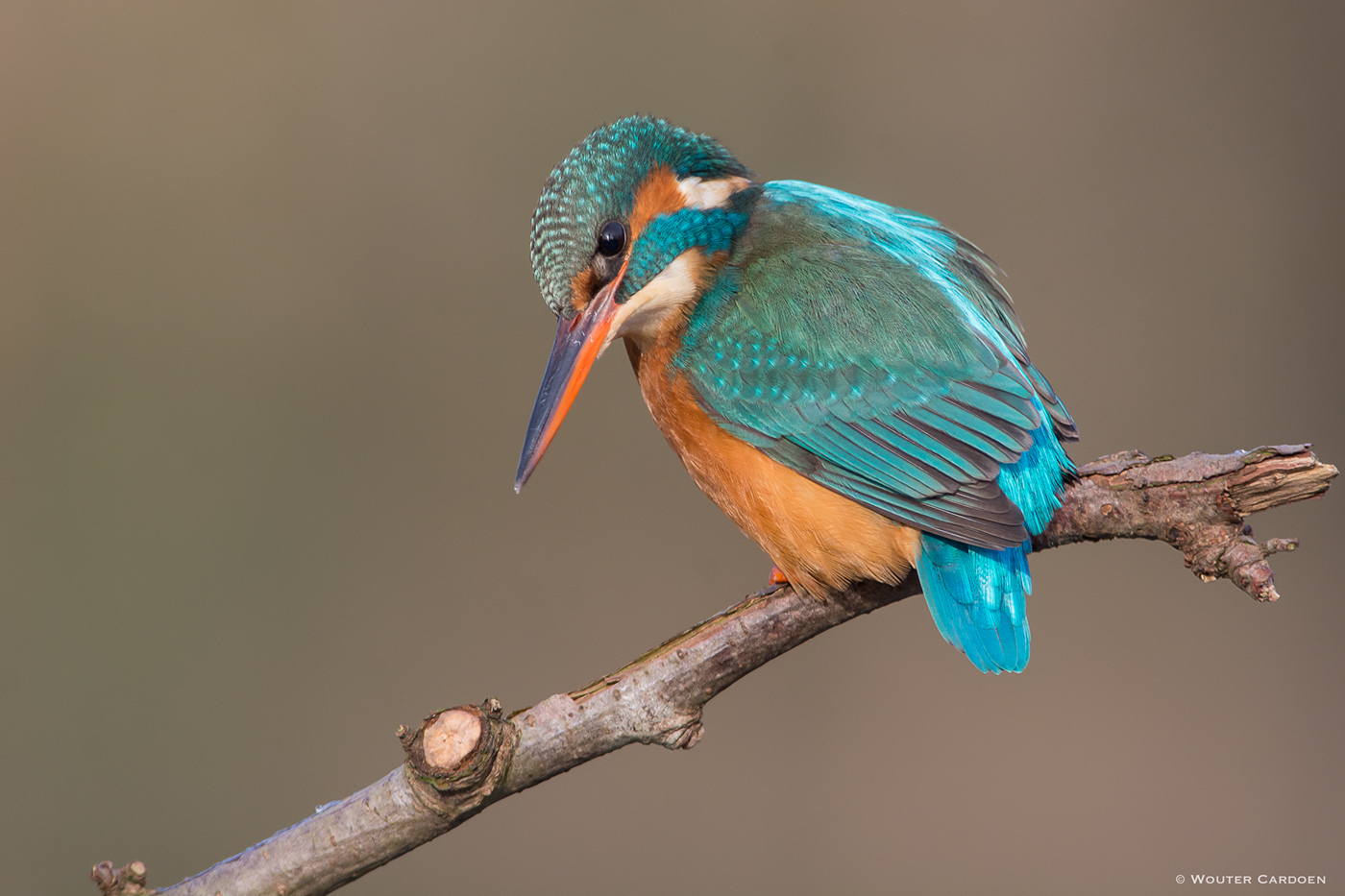 alcedo atthis