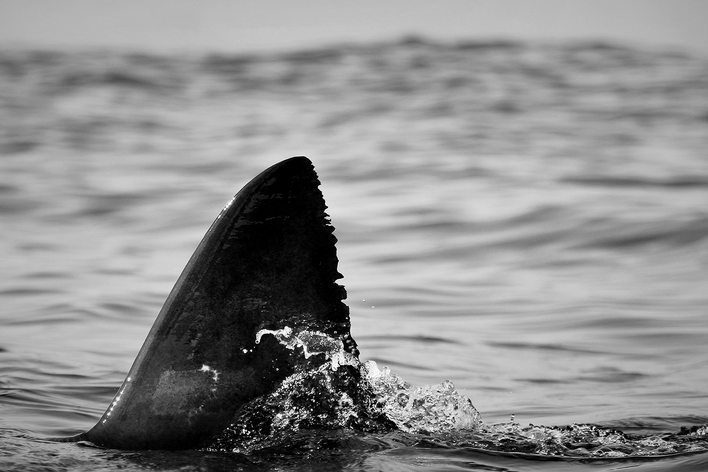 Carcharodon carcharias great white shark marine conservation sharks UNDERWATER PHOTOGRAPHY wildlife art wildlife conservation Wildlife photography