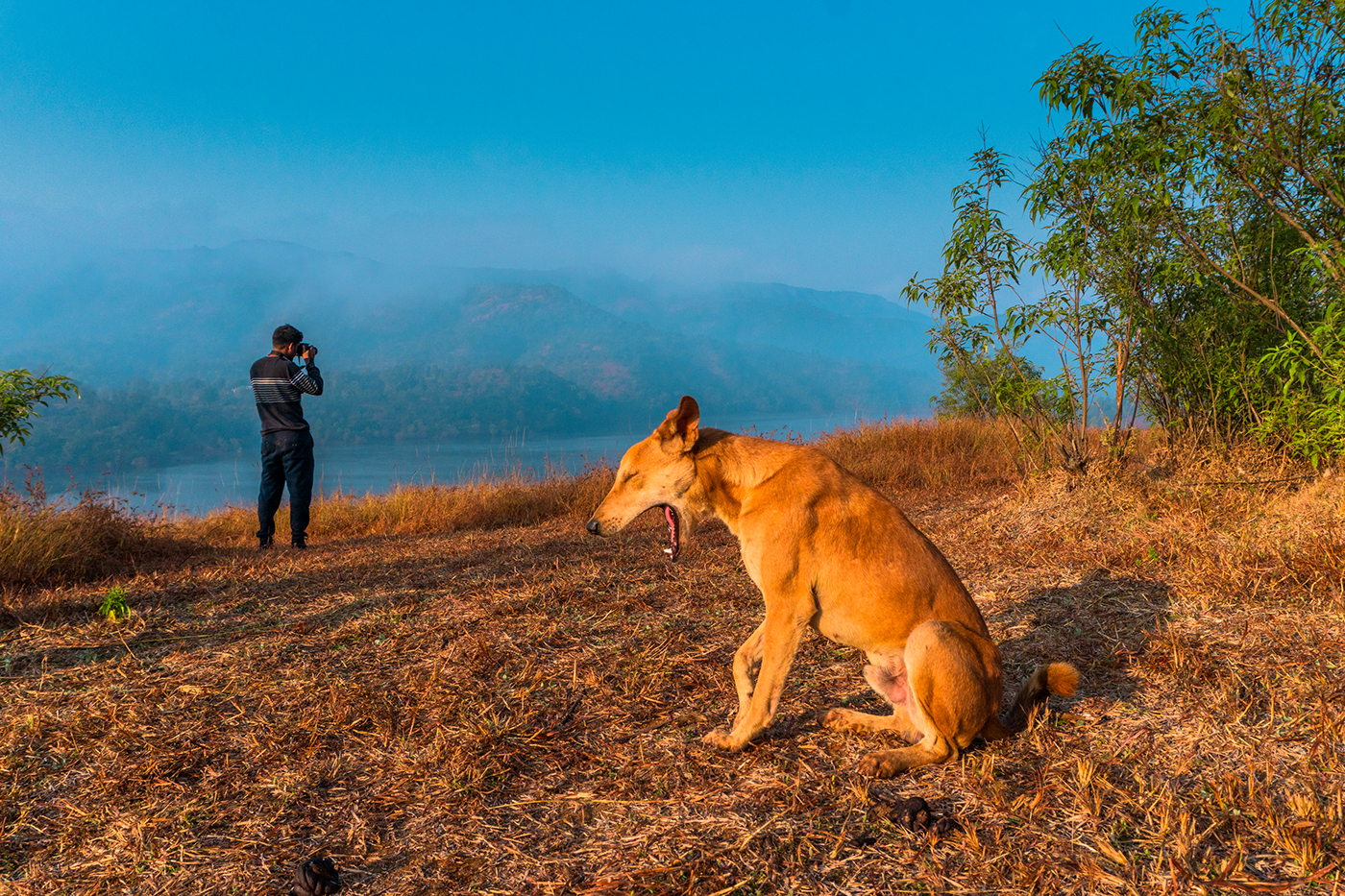 dog tapola landscape photography nature photography mountains lakes india tour MUMBAI dog portrait