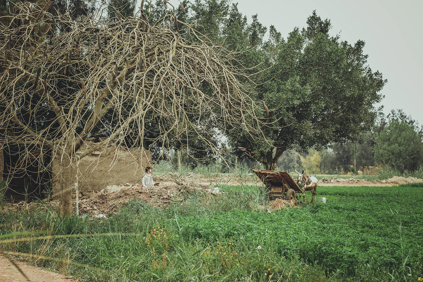 #farm #egyptian  #photography #green #land