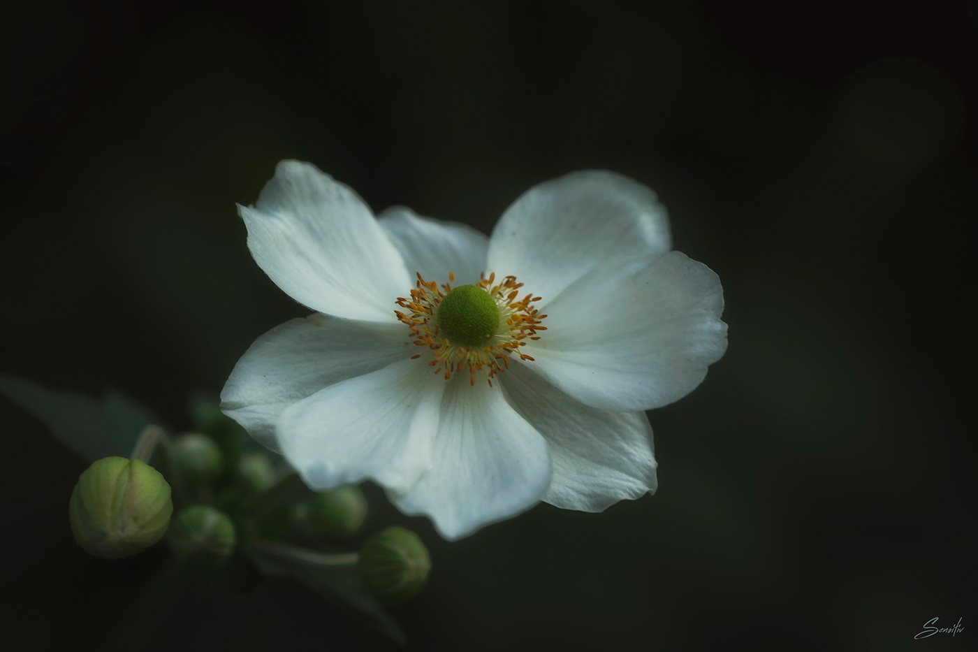 anemone Canon floral flower Flowers lightroom Nature Photography  watercolor