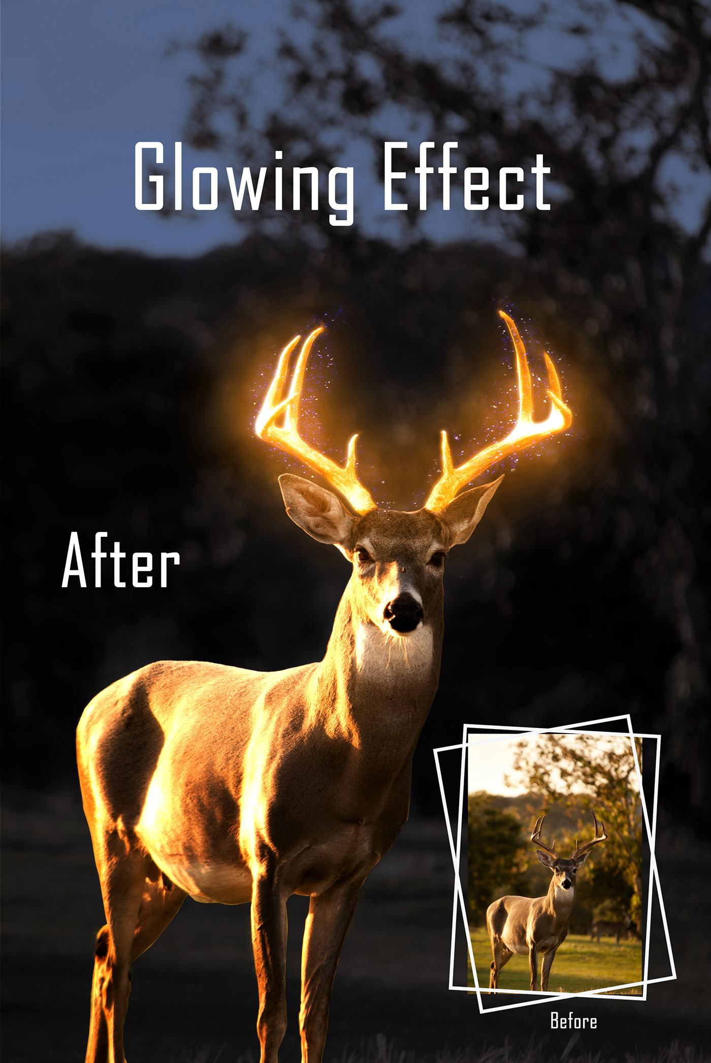 adobe after effects animal deer designer graphics lightroom Nature photographer
