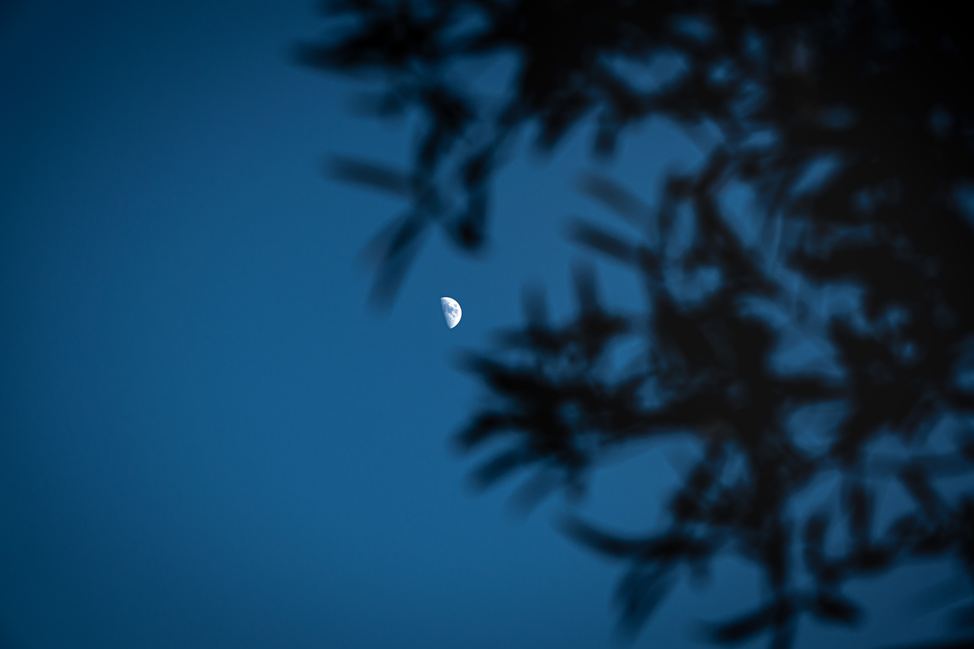 Mirando la luna a través del olivo.