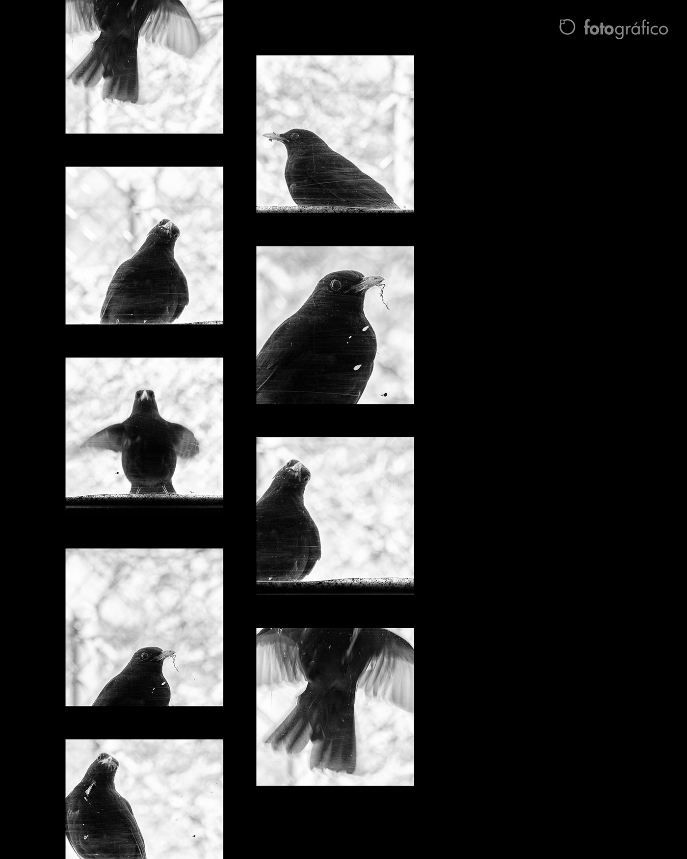 bird Nature Photography  street photography black and white photographer beauty Fotografia asturias spain