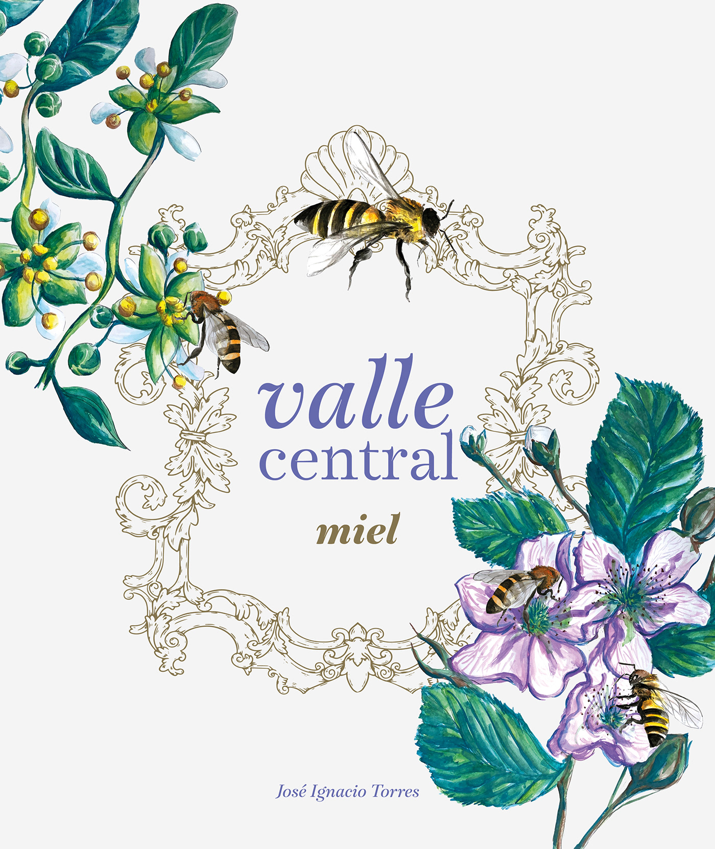 ilustracion diseño etiqueta miel graphicdesign logo branding  chile maule regiondelmaule
