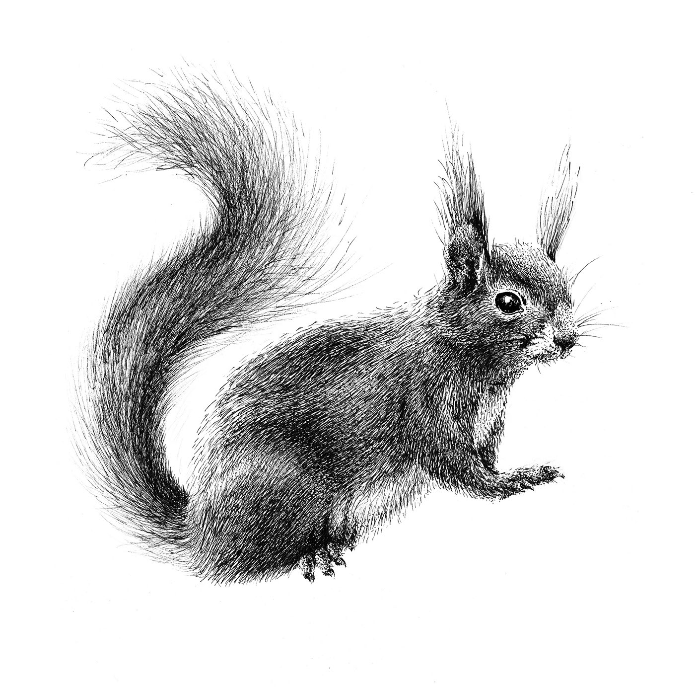 squirrel animal graphic graphic techniques Drowing животные белка графика графические приемы