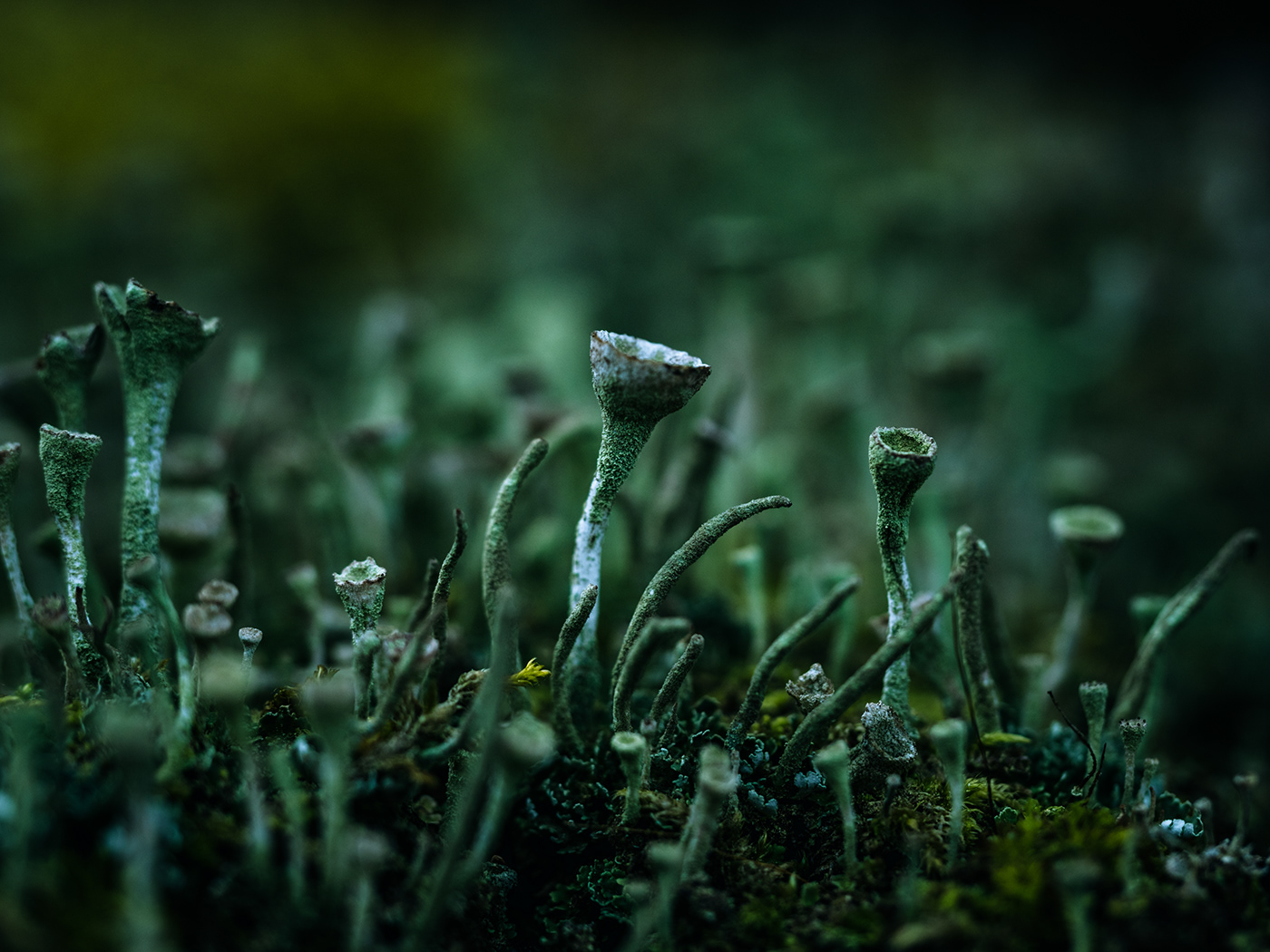 blooming earth green lichen macro Macro Photography mushroom Nature nature photography plants