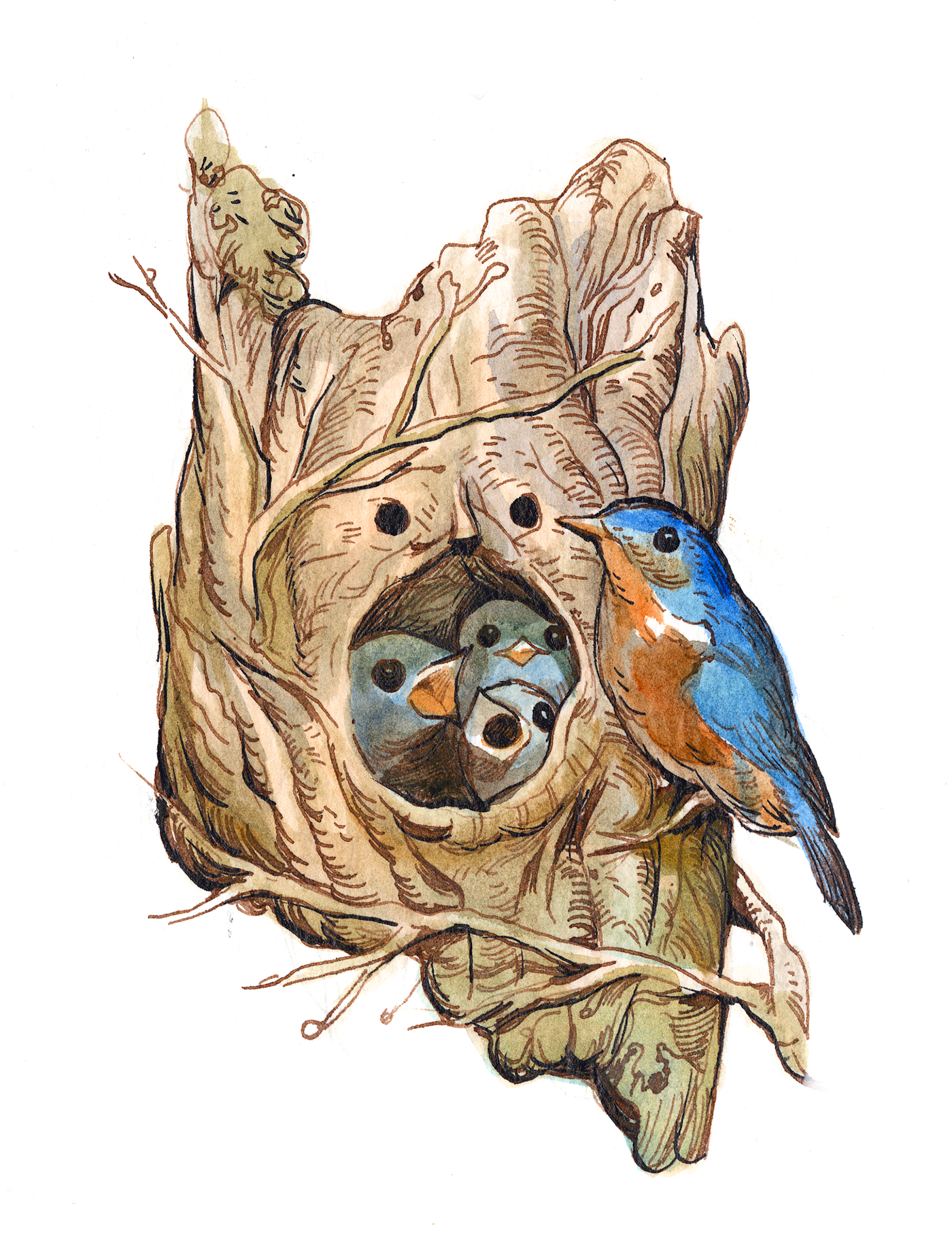 Nature ILLUSTRATION  watercolor ink bird cavity nest cartoon jbass julie Benbassat
