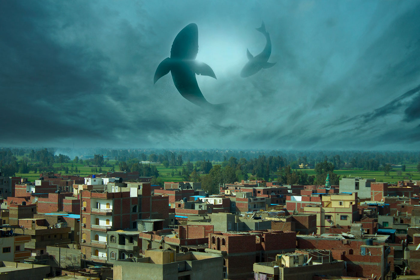 #visual #sky #art #digital   #graphic #shark  #bird 
