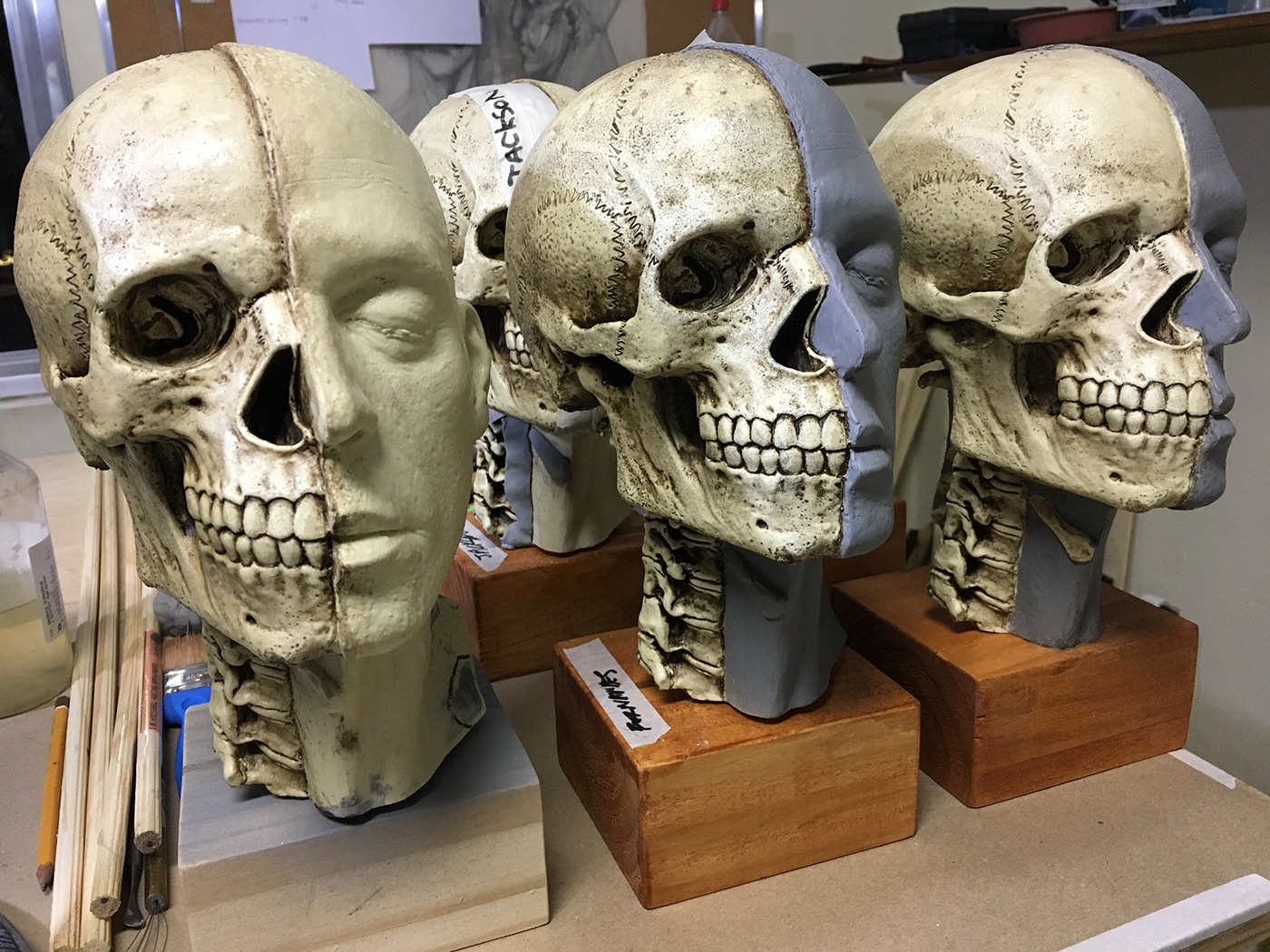 Anatomy traditional art sculptor resin skull