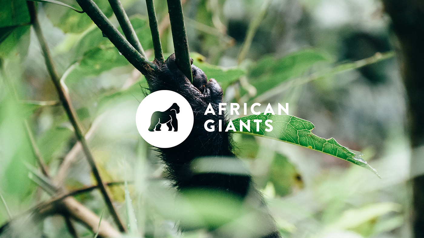 Afrika corporatedesign gorilla nachhaltigkeit REISEN Tourismus Uganda