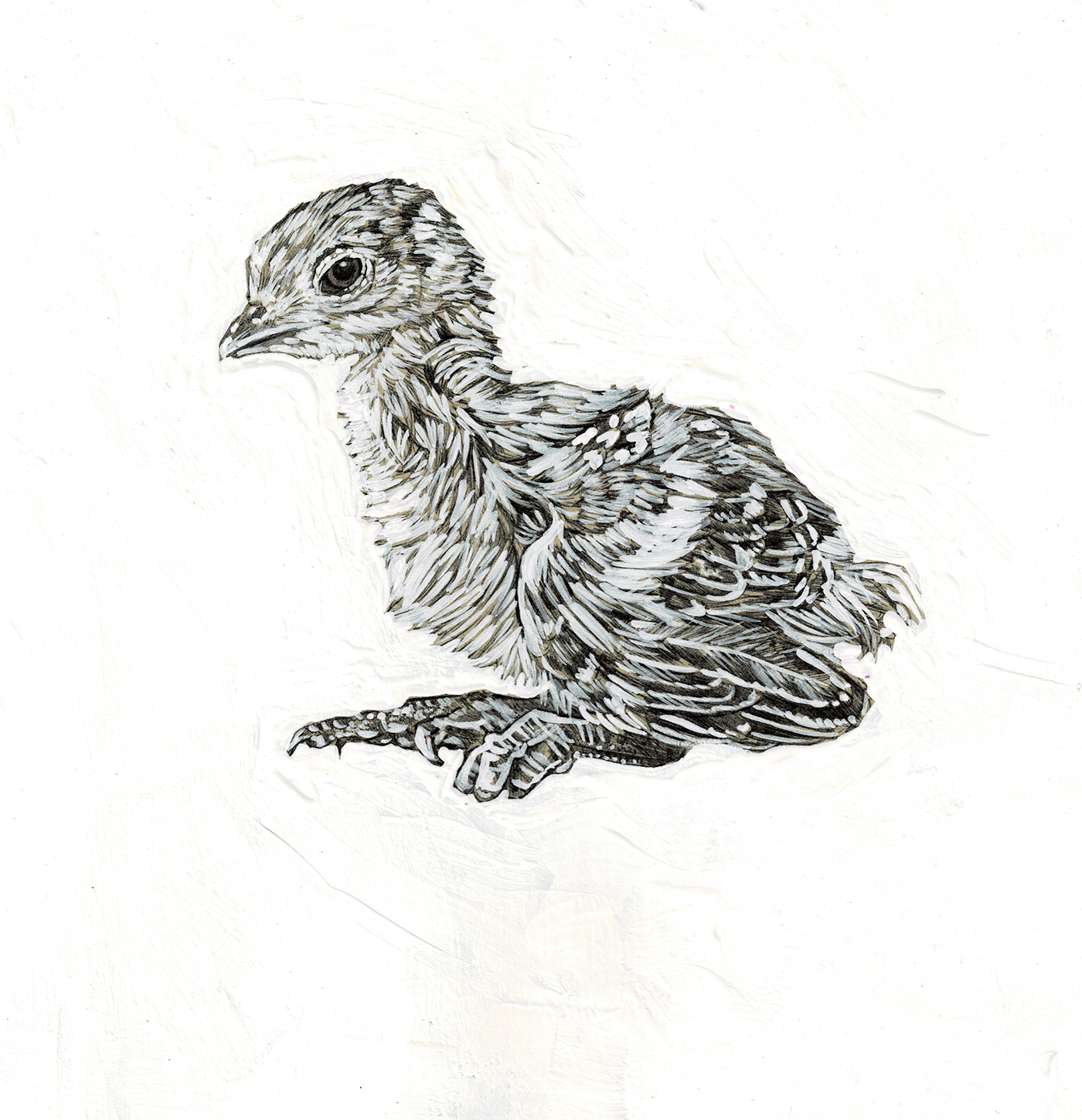animal illustration animals creativeartist creatures Drawing  Minimalism monochrome October art sketchbook vegan