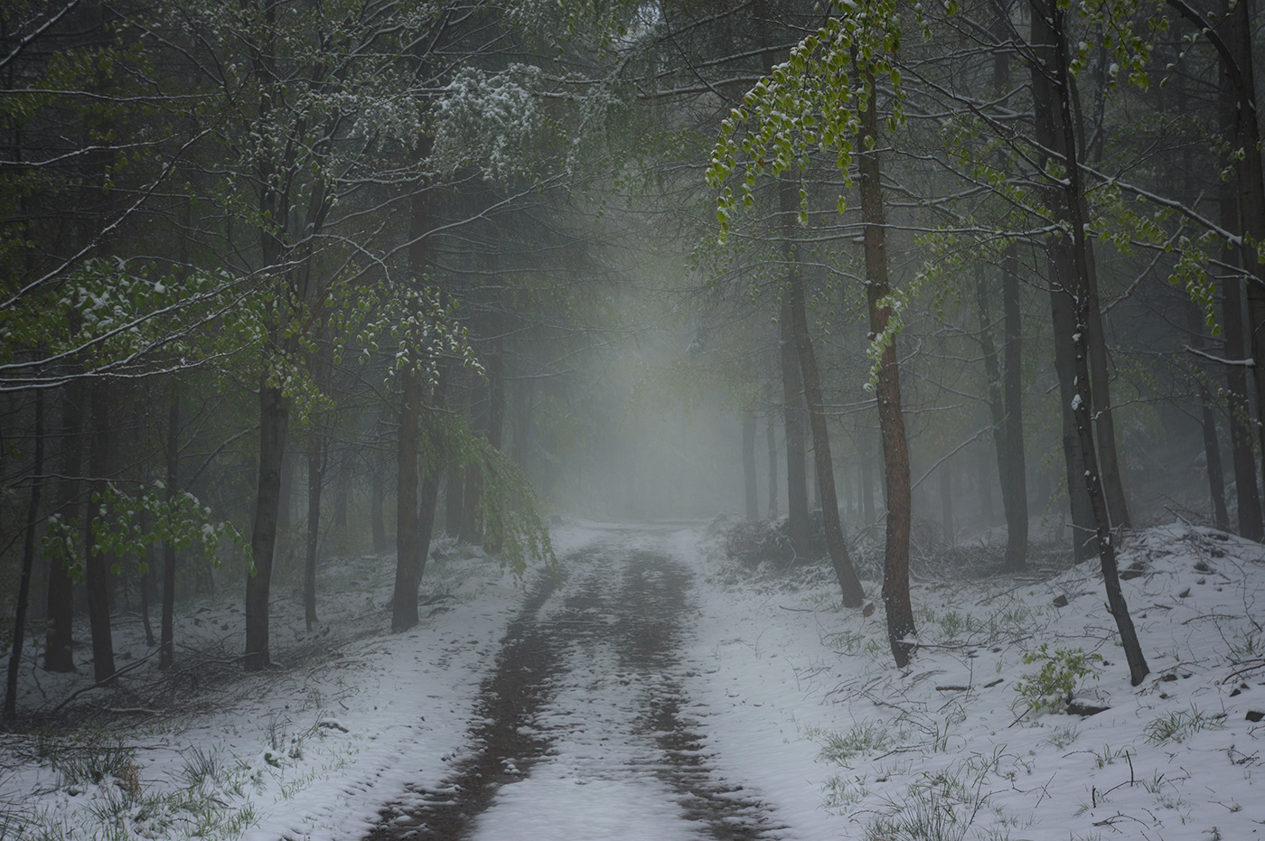 Fotografia snow spring mist fog mgła fotograf polska poland