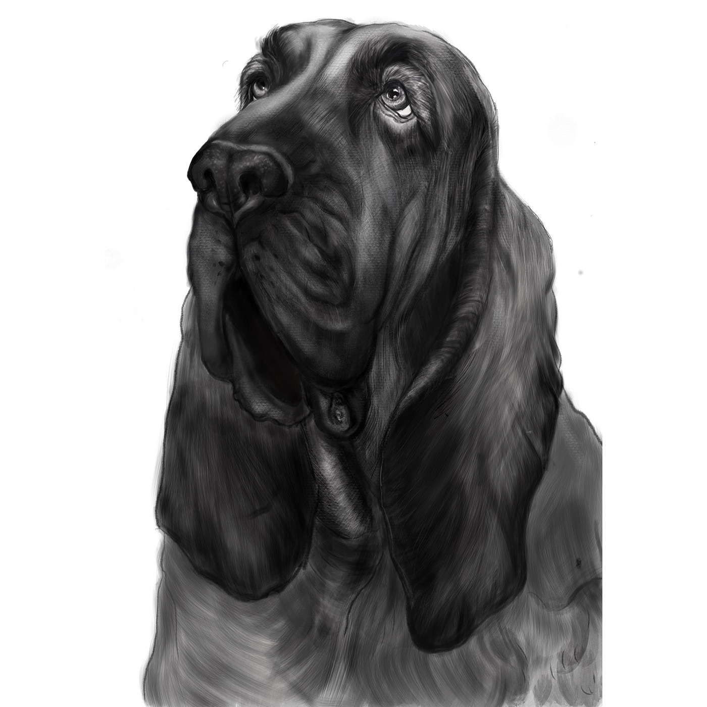 dogs digital drawings Procreate painting   animal Dog drawings art
