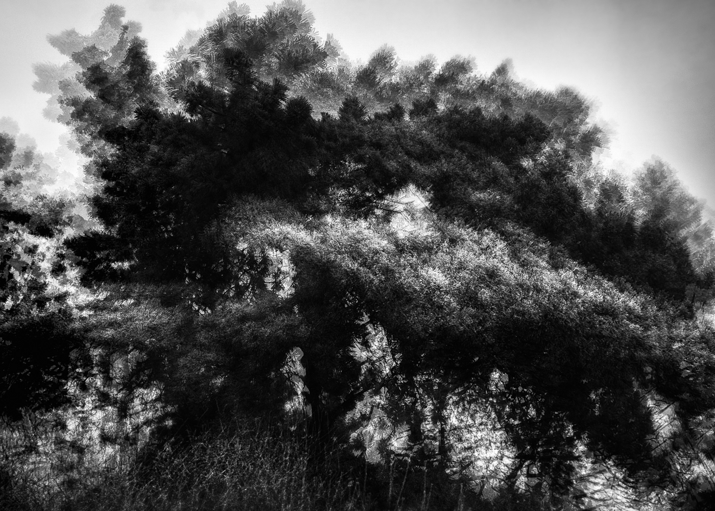 art b&w blackandwhite Landscape minimal Moody Nature Photography  trees