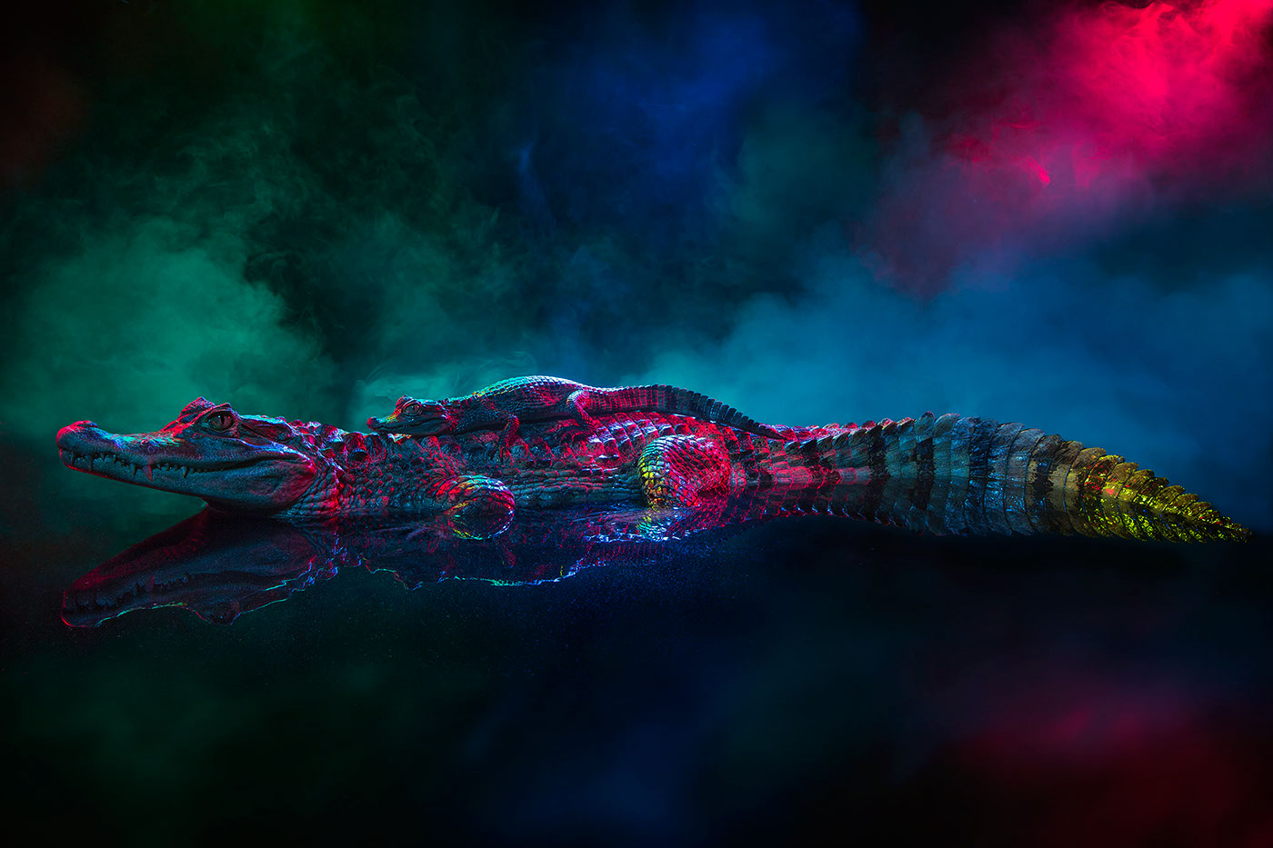 crocodile caiman animal lectures Animal lecture  lighting profoto smoke colour color motion Andrew McGibbon London studio