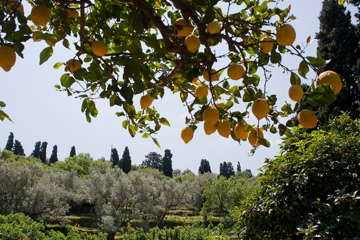 Ktima Lemonies Greece estate andros Tree  lemon lemon tree christrivizas trivizas
