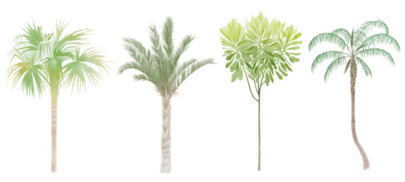 botanical dibujo Drawing  forest ILLUSTRATION  leaves plants Tree  trees