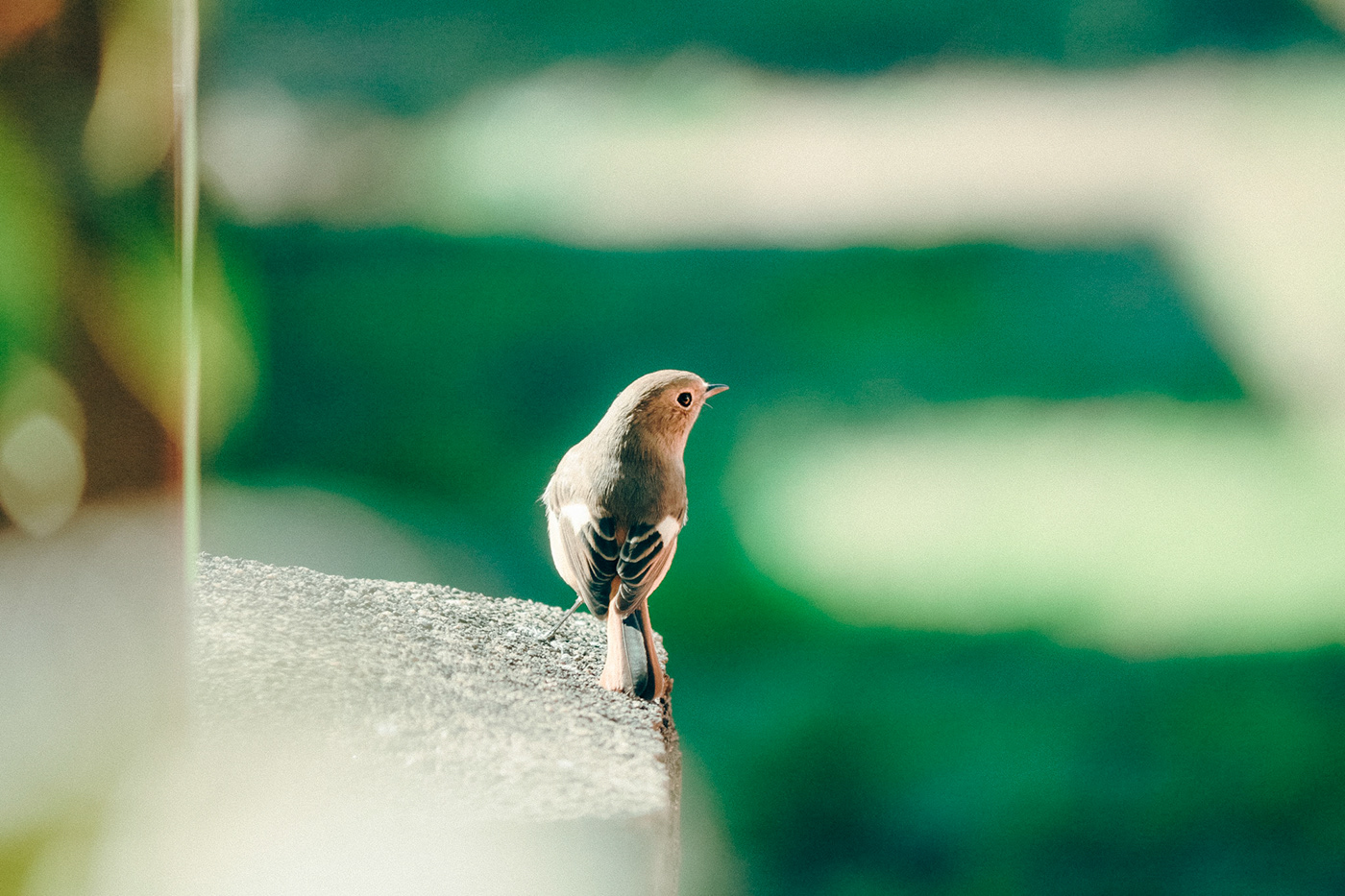 background bird Landscape Nature Photography  wallpaper