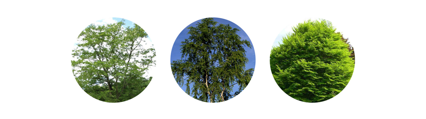 Tree  shrub Dendrology brushes leaves bark species