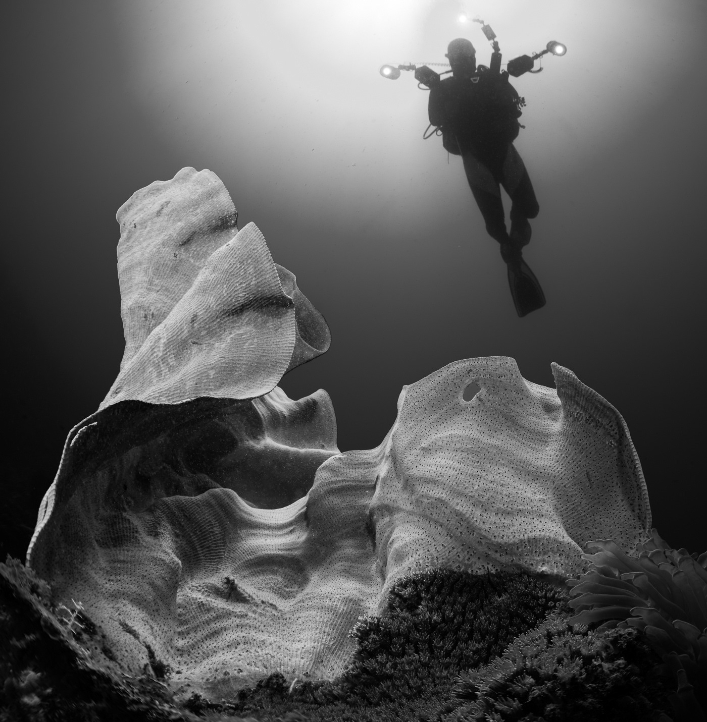 bw underwater diving black and white Nature animal UNDERWATER PHOTOGRAPHY fish Turtle fine art