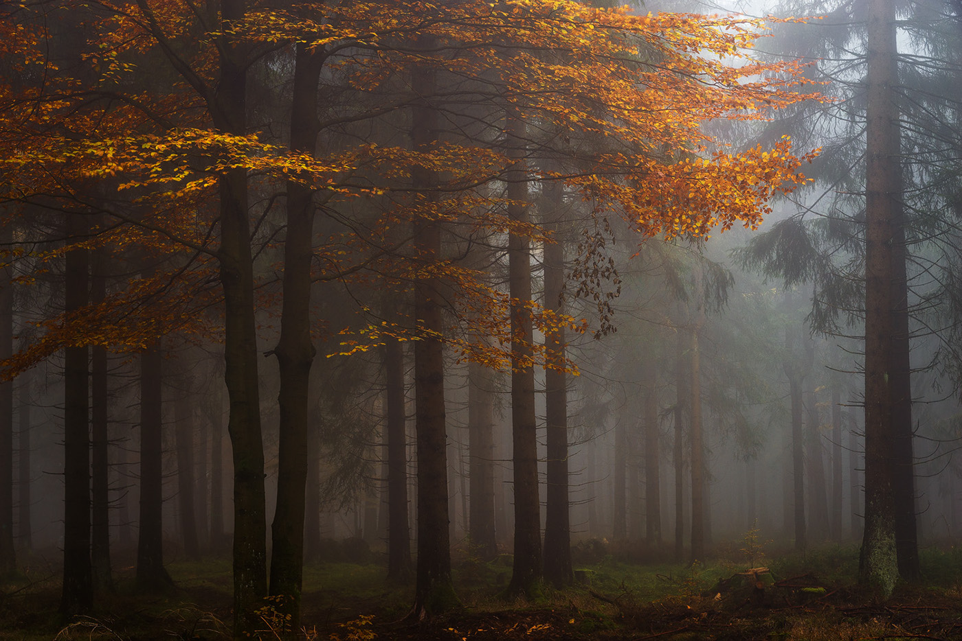 forest wood trees Fall autumn leaves mood darkness fog mist