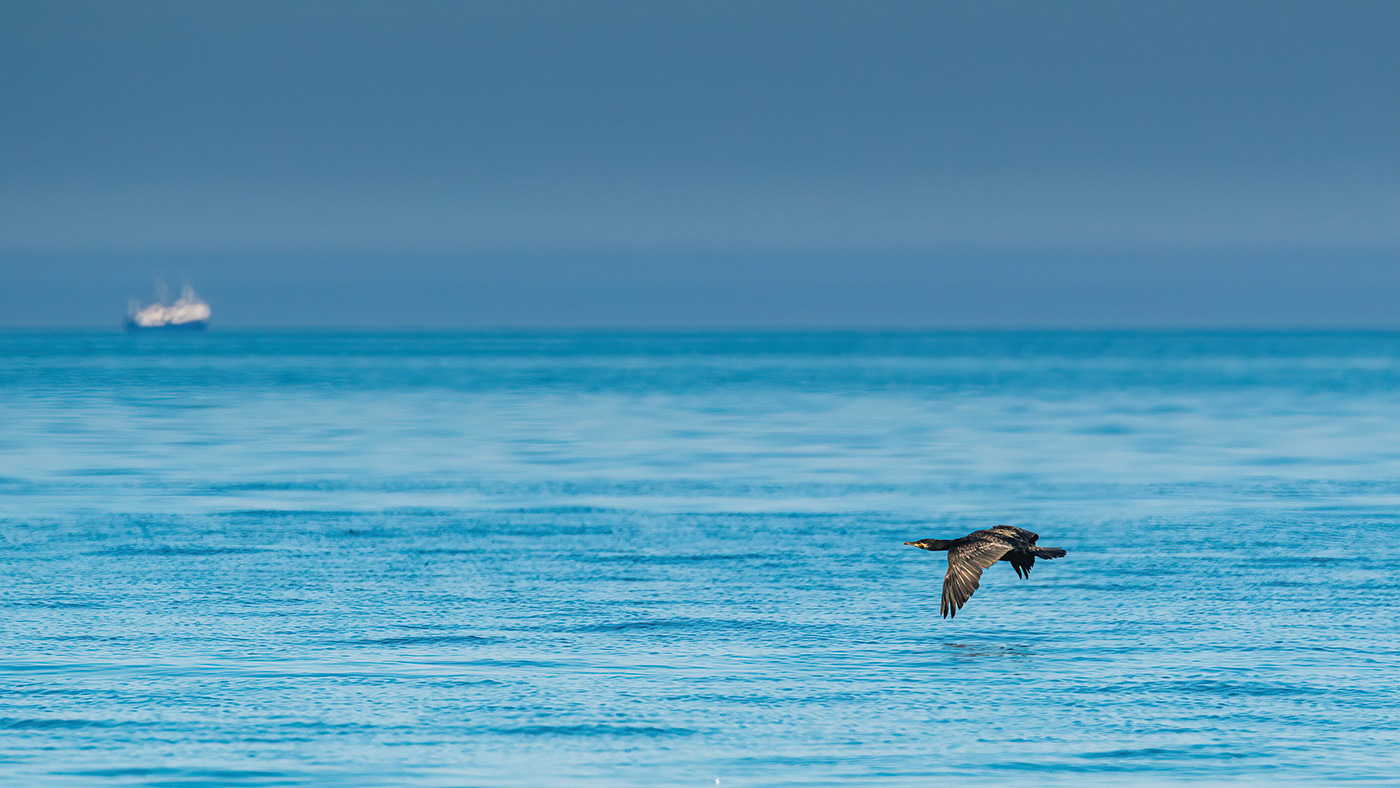 animal baltic sea beah bird blue flight sea SKY