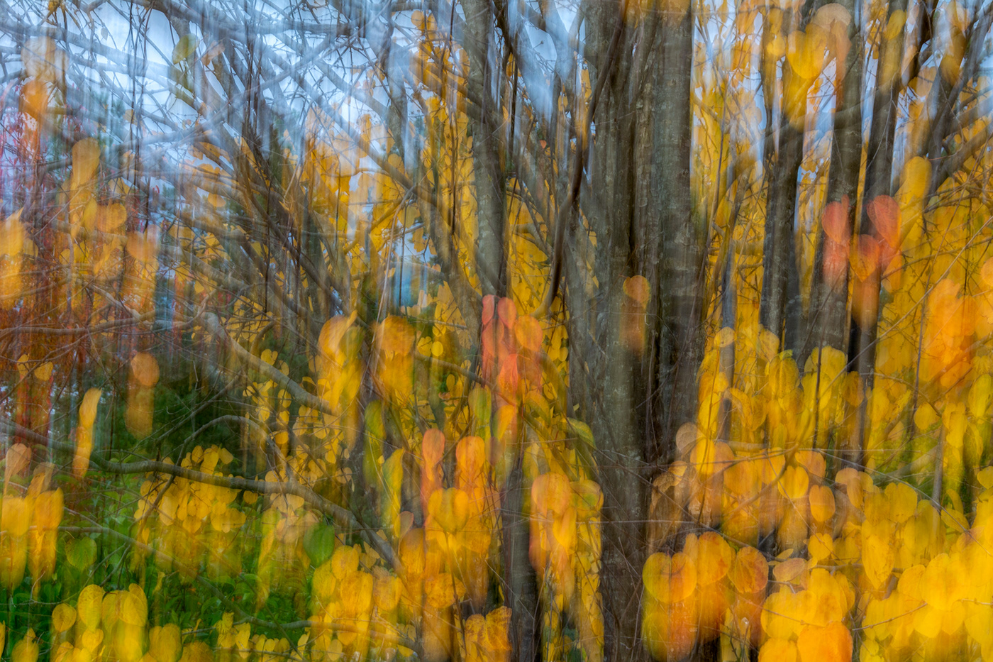 Nature trees autumn wind orange yellow ICM