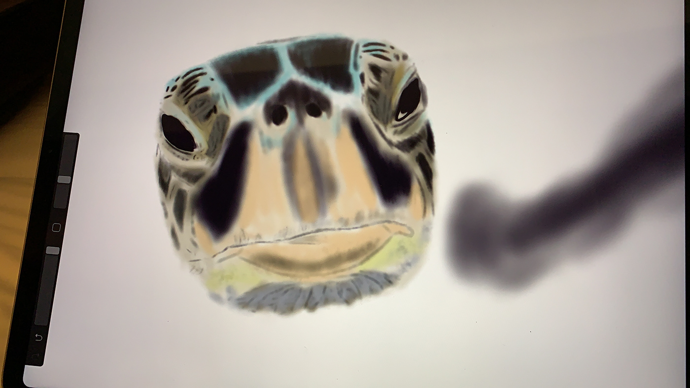 process Digital Art  work in progress art process sea turtle art Drawing  painting   sea tranquil peaceful sea creature Ocean