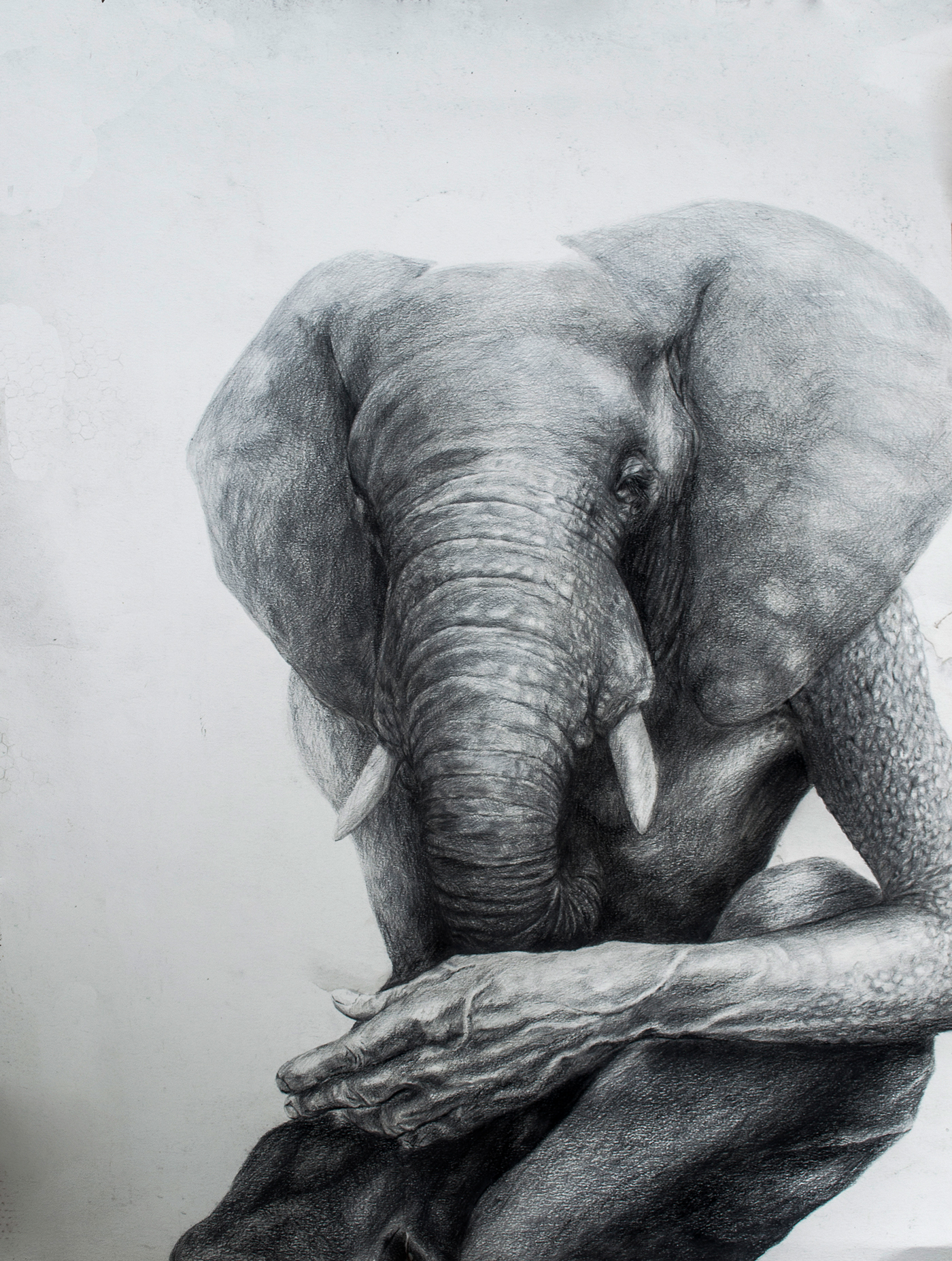 pencil draw elefante elephant lapiz subconsciente animal SABIDURIA hand Fruit faces retratos zoo grises black