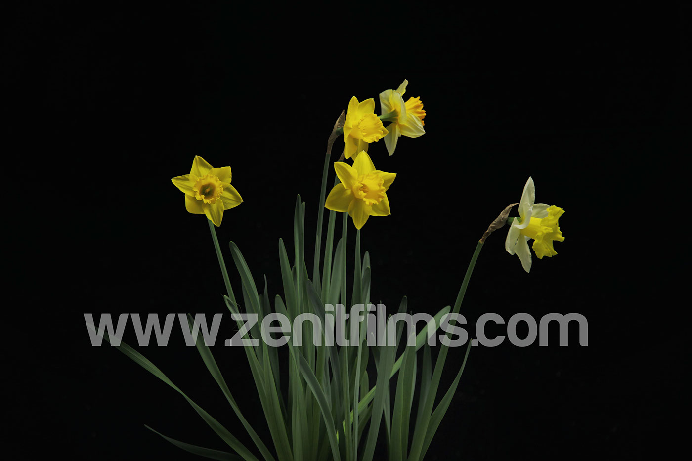 flower Photography  dark yellow Cenital cenitallight Nature daffodils