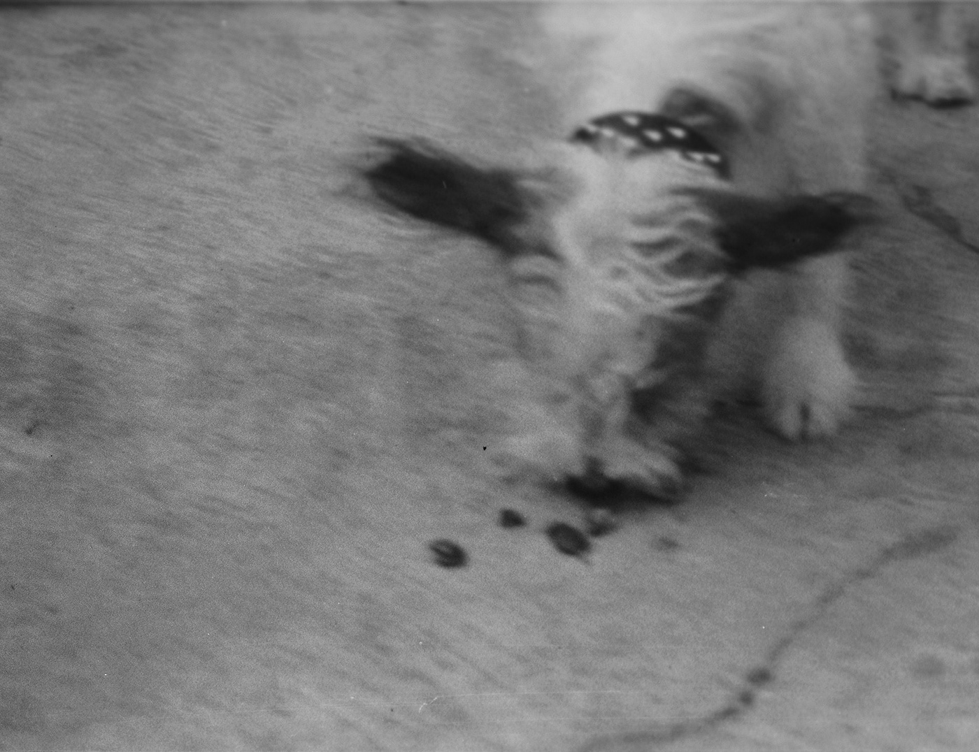 chewie Film   Mascota perro
