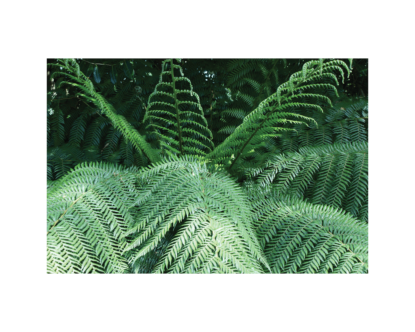 Landscape image of giant tree fern