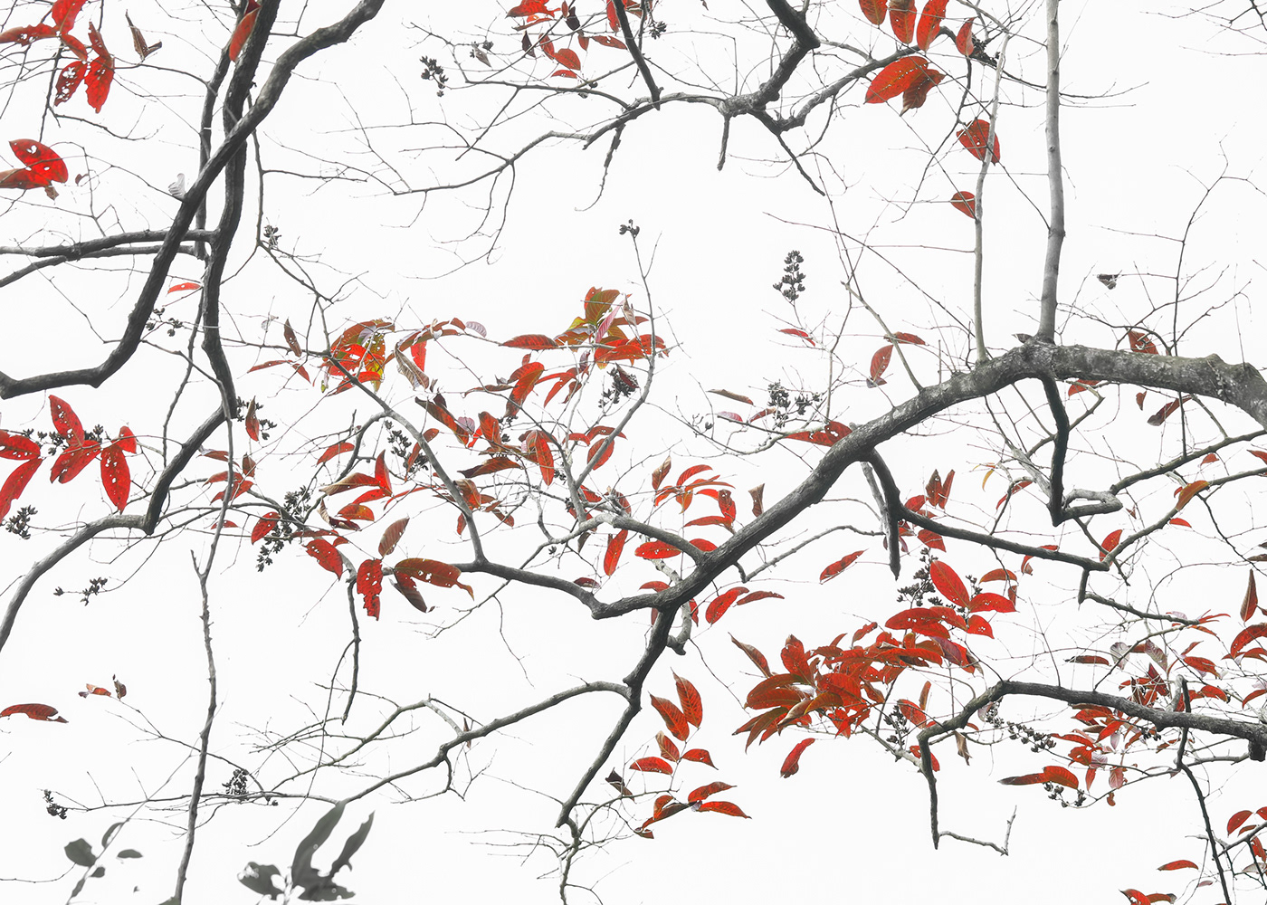 Tree  pattern Nature High Key leaves translucent branches Fine Arts  nature graphics tree flowers