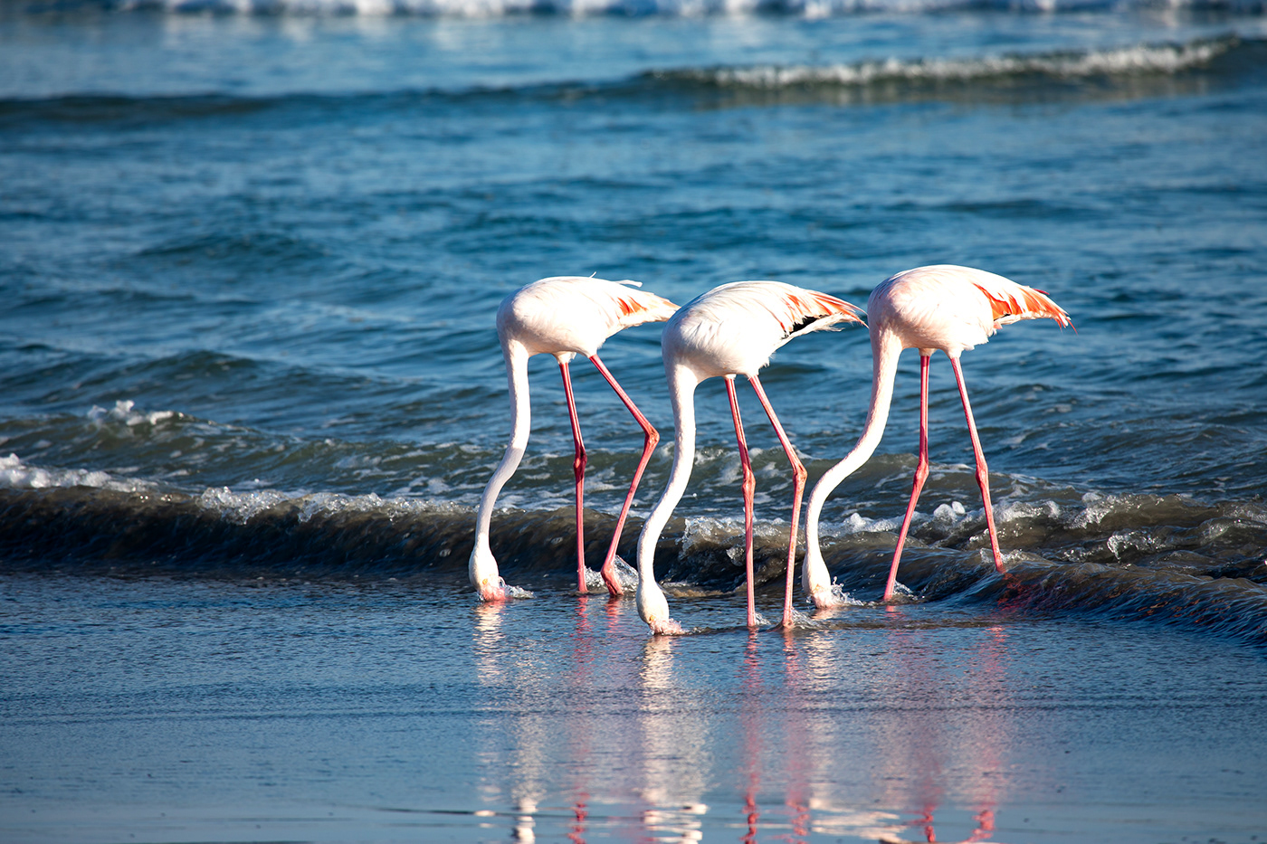 Flamingos feeding on the seashore 