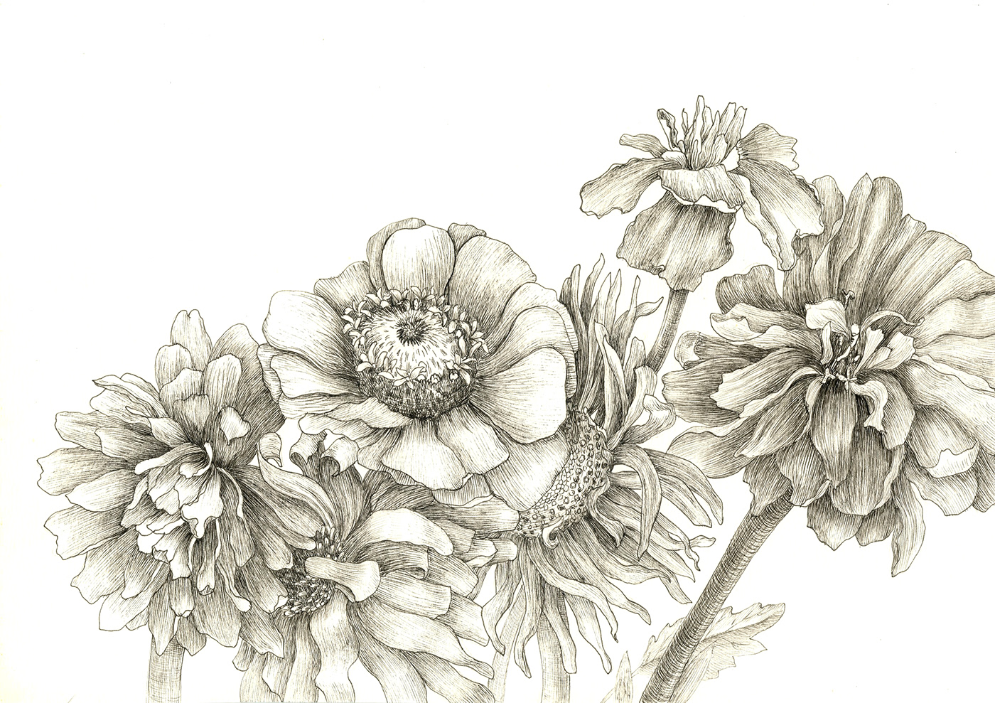 botanical Drawing  ink blackandwhite zinnia graphic