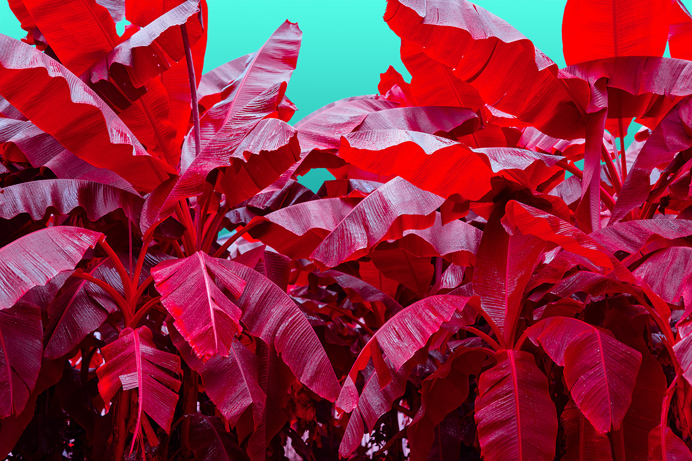 palms acid red tropic Plant leaf summer surreal Magic   jungle