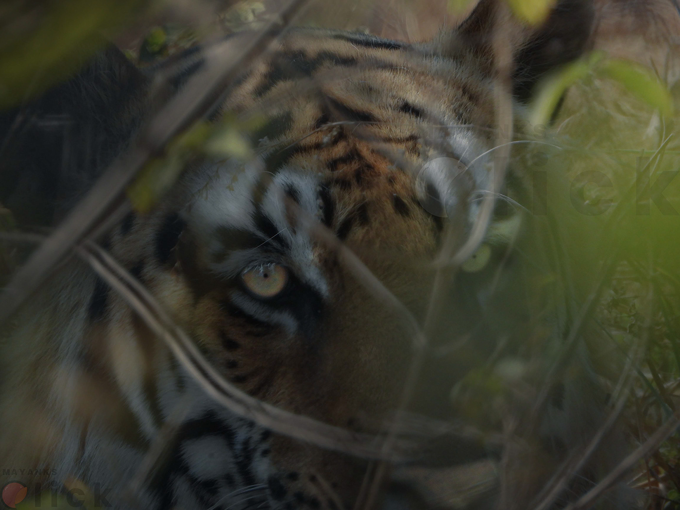 tiger animal Cat forest India Wildlife photography Nikon Photography  photshop art