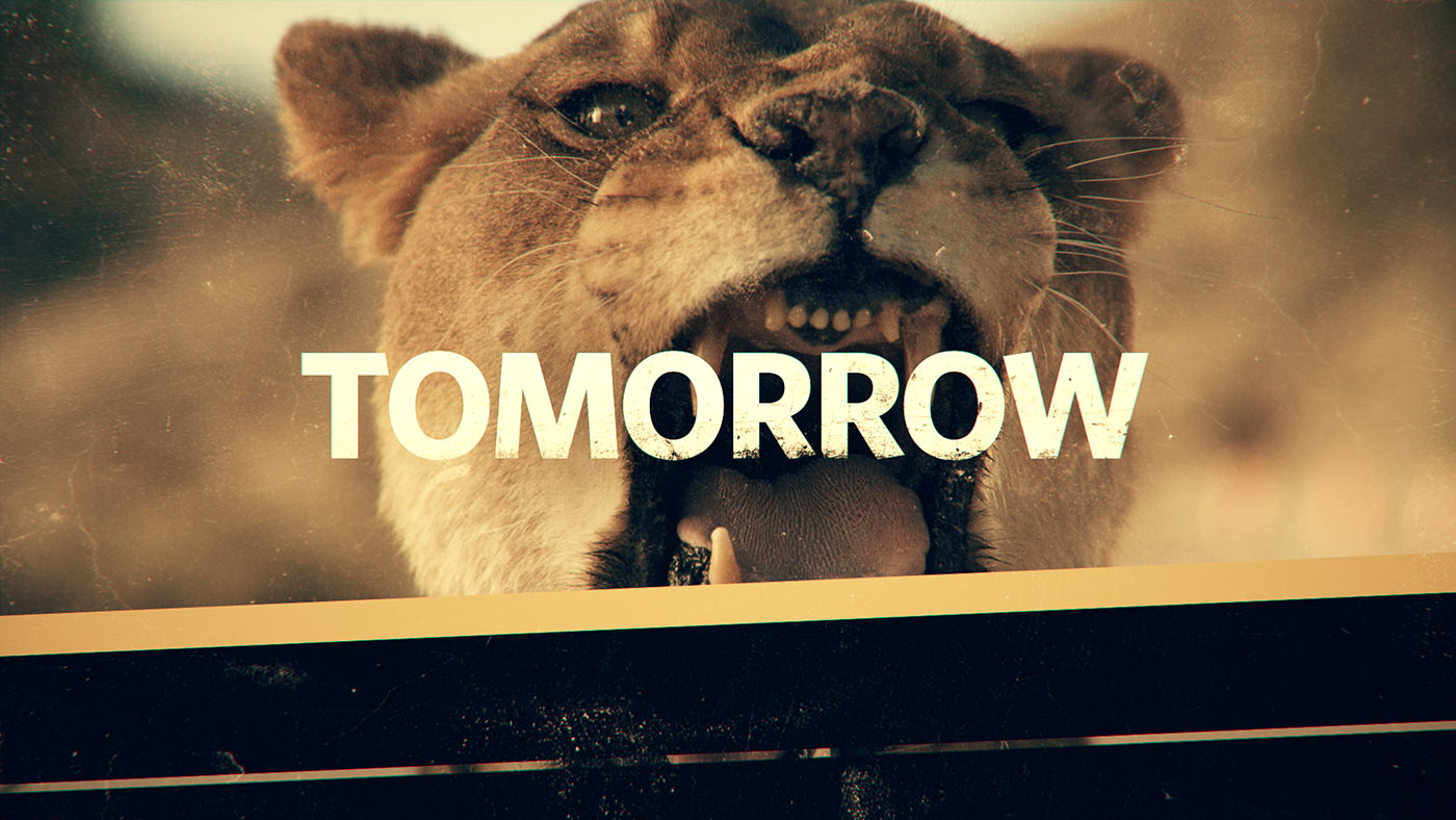 wild Nat Geo national geographic broadcast promo graphics c4d after effects cats
